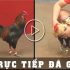 Đá gà cựa sắt là gì? Kinh nghiệm đá gà hiệu quả, đơn giản